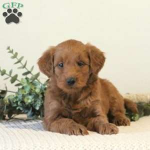 Blossom, Mini Goldendoodle Puppy